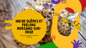 Destruction nid de guêpes et frelons Morsang-sur-Orge