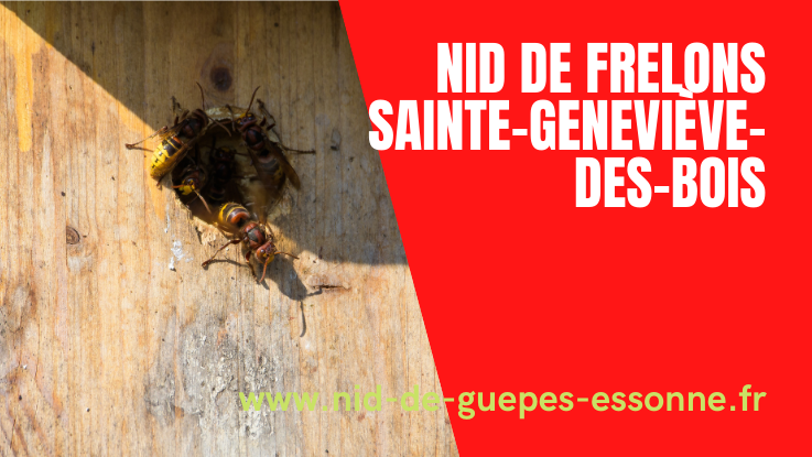 Destruction nid de frelons Sainte-Geneviève-des-Bois